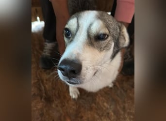 Mallon sucht seine Familie