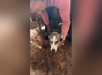 Mallon sucht seine Familie