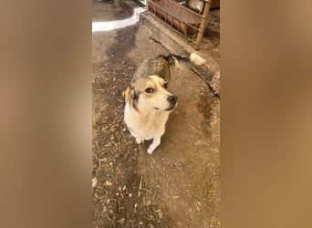 Mallon sucht seine Familie