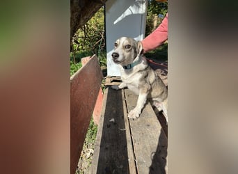 Mallon sucht seine Familie