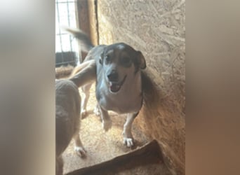 Mallon sucht seine Familie