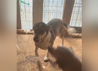 Mallon sucht seine Familie