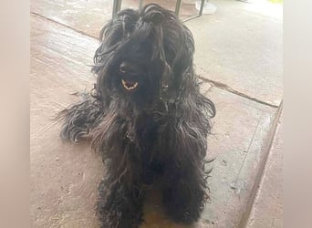 superlieber Familienhund POLDI - 2 Jahre, 42cm - Puli-Schnauzer-Mix
