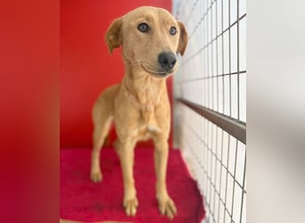 ❤️❤️❤️ Seelenhündin BAMBI - 9 Monate, 45cm/15kg - Mischling