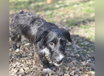 (R) wunderschöne BELLA - 5 Jahre, 50cm/18kg - Mischling