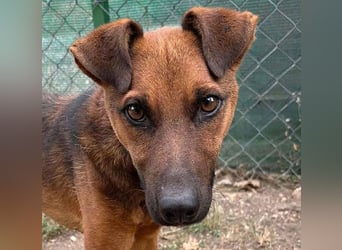 * RESERVIERT * ❤️❤️❤️ CSIPI in größter Not - nur noch wenige Tage - 2 Jahre, 50cm