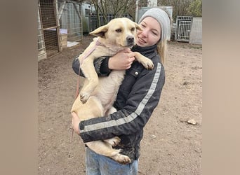 ❤️❤️❤️ erwachte Lebensfreude pur:  LUNA - 4,5 Jahre, 42cm/12kg - Mischling