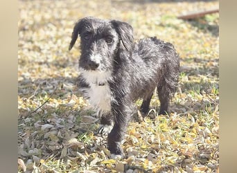 (R) wunderschöne BELLA - 5 Jahre, 50cm/18kg - Mischling