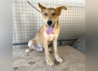 ❤️❤️❤️ lebenslustiger MAXIM - 11 Monate, 50/52cm-15kg - Mischling