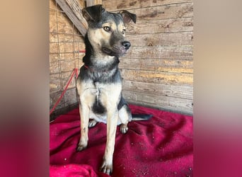 ❤️❤️❤️ WIFI auf der Suche nach Liebe - 9 Monate, 42cm/15kg