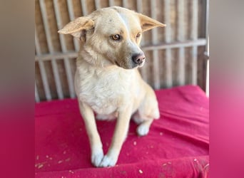 unser Sonnenschein LUNA - 4,5 Jahre, 42cm/12kg - Mischling