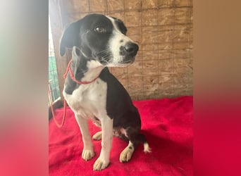 treue Hundeseele LUCY - 1 Jahr, 42cm/14kg - Mischling