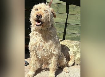 ❤️❤️❤️ lieber Wuschel-Mix FINN - 7 Jahre, 50cm