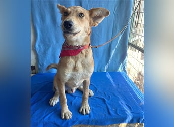 ❤️❤️❤️ lebenslustiger MAXIM - 11 Monate, 50/52cm-15kg - Mischling