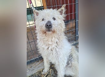 bildhübscher BOZZI - 2 Jahre, 4cm/14kg - kniehoher Mischling