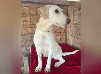 wunderschöne BELLA - 5 Jahre, 50cm/18kg - Mischling