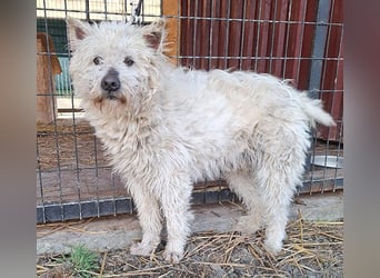 bildhübscher BOZZI - 2 Jahre, 4cm/14kg - kniehoher Mischling