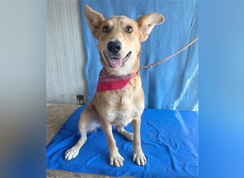 ❤️❤️❤️ lebenslustiger MAXIM - 11 Monate, 50/52cm-15kg - Mischling