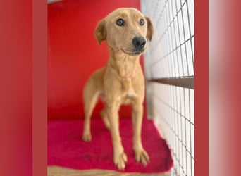 ❤️❤️❤️ Seelenhündin BAMBI - 9 Monate, 45cm/15kg - Mischling