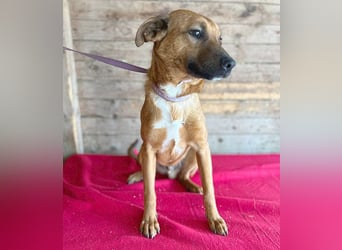 ❤️ liebenswerter NIKO - 1 Jahr, 50cm/16kg - Mischling