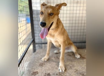 ❤️❤️❤️ lebenslustiger MAXIM - 11 Monate, 50/52cm-15kg - Mischling