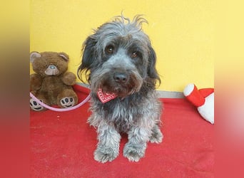 ❤️❤️❤️ treue Hundeseele LEON - 3 Jahre, 46cm/13kg - Mischling