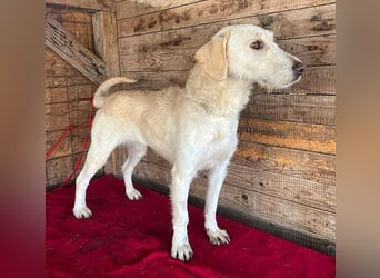 wunderschöne BELLA - 5 Jahre, 50cm/18kg - Mischling