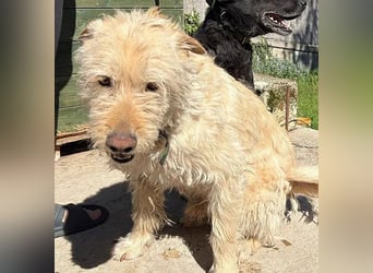 ❤️❤️❤️ lieber Wuschel-Mix FINN - 7 Jahre, 50cm