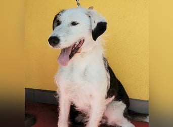 ❤️❤️❤️ fröhlicher Familienhund OREO 3 Jahre, 50cm/17kg