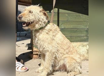 ❤️❤️❤️ lieber Wuschel-Mix FINN - 7 Jahre, 50cm