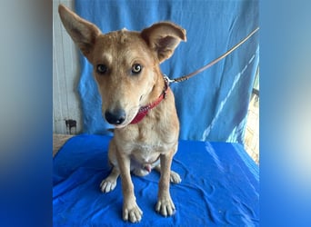 ❤️❤️❤️ lebenslustiger MAXIM - 11 Monate, 50/52cm-15kg - Mischling