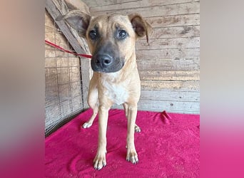 ❤️ RIKO mit den traurigen Augen - 1 Jahr, 50cm/17kg - Mischling