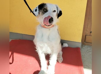 ❤️❤️❤️ fröhlicher Familienhund OREO 3 Jahre, 50cm/17kg