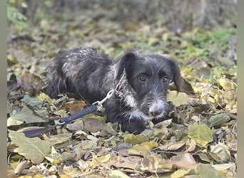 (R) wunderschöne BELLA - 5 Jahre, 50cm/18kg - Mischling