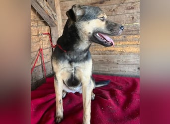 ❤️❤️❤️ WIFI auf der Suche nach Liebe - 9 Monate, 42cm/15kg