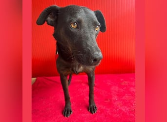 ❤️ liebenswerte DINA - 3 Jahre, 45cm/18kg - Mischling