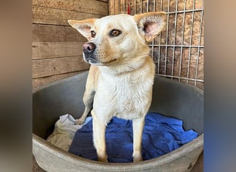 unser Sonnenschein LUNA - 4,5 Jahre, 42cm/12kg - Mischling