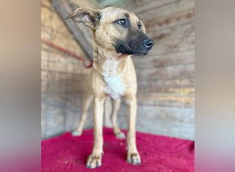 ❤️ RIKO mit den traurigen Augen - 1 Jahr, 50cm/17kg - Mischling