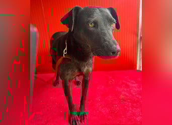 ❤️ liebenswerte DINA - 3 Jahre, 45cm/18kg - Mischling