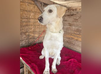 wunderschöne BELLA - 5 Jahre, 50cm/18kg - Mischling