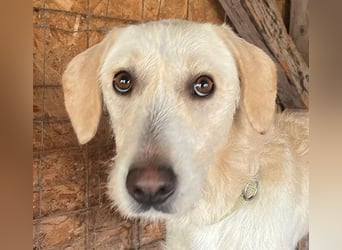 wunderschöne BELLA - 5 Jahre, 50cm/18kg - Mischling