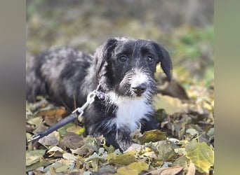 (R) wunderschöne BELLA - 5 Jahre, 50cm/18kg - Mischling