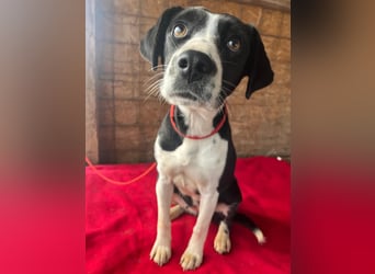 treue Hundeseele LUCY - 1 Jahr, 42cm/14kg - Mischling