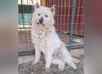 bildhübscher BOZZI - 2 Jahre, 4cm/14kg - kniehoher Mischling