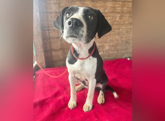 treue Hundeseele LUCY - 1 Jahr, 42cm/14kg - Mischling