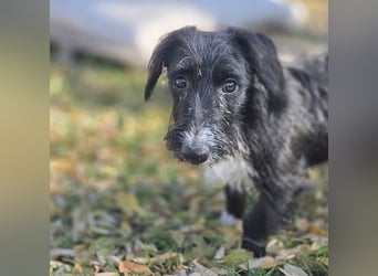 (R) wunderschöne BELLA - 5 Jahre, 50cm/18kg - Mischling