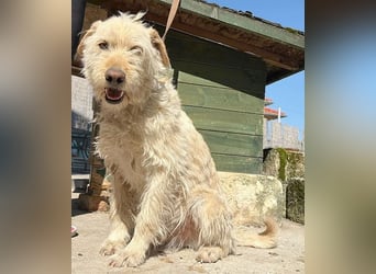 ❤️❤️❤️ lieber Wuschel-Mix FINN - 7 Jahre, 50cm