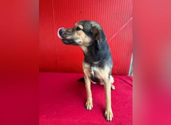 ❤️❤️❤️ WIFI auf der Suche nach Liebe - 9 Monate, 42cm/15kg