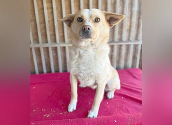 ❤️❤️❤️ erwachte Lebensfreude pur:  LUNA - 4,5 Jahre, 42cm/12kg - Mischling