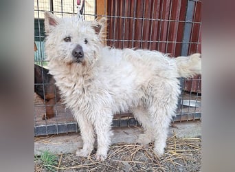 bildhübscher BOZZI - 2 Jahre, 4cm/14kg - kniehoher Mischling